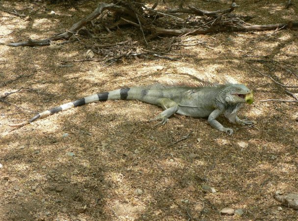 44- Partage du pique-nique avec un iguane 
